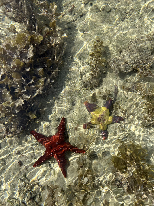 【フィリピン】天然ヒトデに会える島