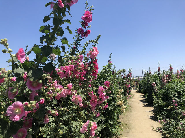 學甲蜀葵花季一日輕旅行～花牆爆炸美