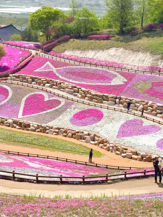 핑크빛 꽃잔디로 물드는 산청 생초국제조각공원💖