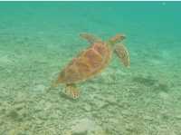 【ギリ島 インドネシア】ウミガメに会える気になる島内の移動手段🏖️