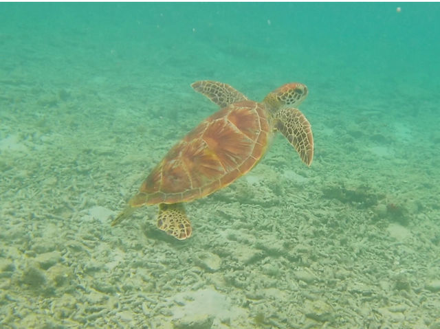 【ギリ島 インドネシア】ウミガメに会える気になる島内の移動手段🏖️