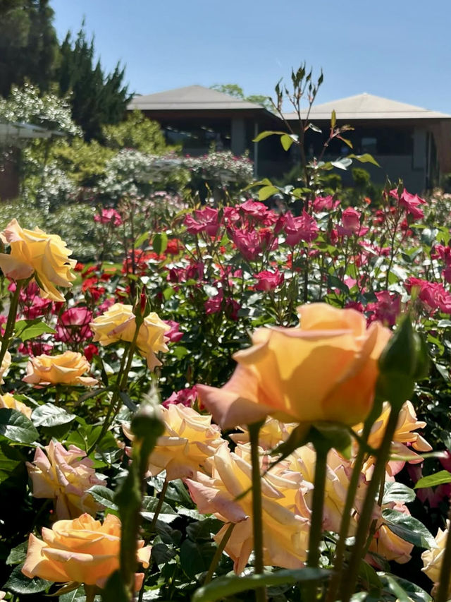Spring Blooms at the Kyoto Botanical Gardens Rose Garden