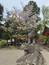 東京景點｜淺草神社