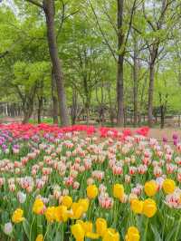서울튤립명소 원픽은 여기지💘🌷