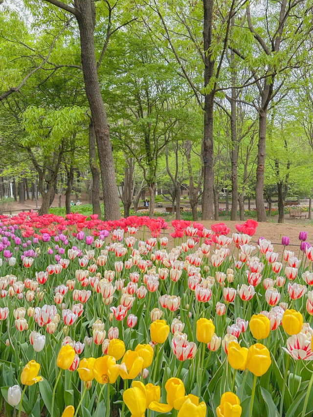 서울튤립명소 원픽은 여기지💘🌷
