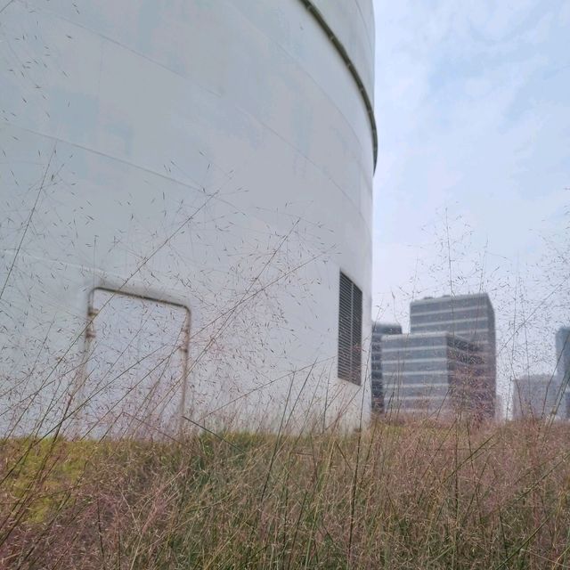 Pink muhly at Shanghai Youguan arts center