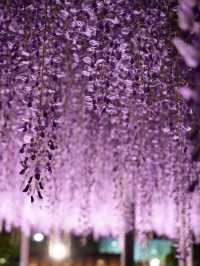【栃木】一生に一度は見てみたかった藤の絶景スポット