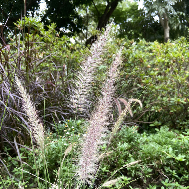 春日浪漫繡球花海・大安森林公園花季限定美景