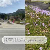 【熊本県🇯🇵観音桜】南阿蘇の観光名所☺️観音桜へ🌸