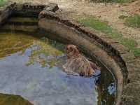 Batam Zoo Paradise