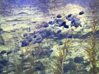 「親子旅行好去處」珠海長隆海洋王國