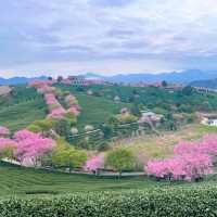 Zhangping Yongfu Cherry Blossom Garden – Fujian