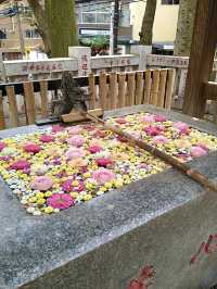 Spring Serenity at Koenji Hikawa Shrine💐