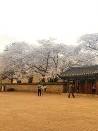 “Gyeongju in Bloom: Where History Meets Cherry Blossoms”