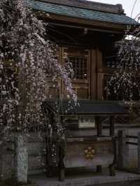 If the East Wind Blows, Let It Carry the Scent of Plum Blossoms 🌸🍃