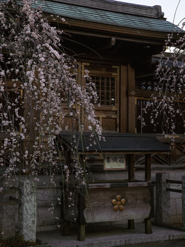 If the East Wind Blows, Let It Carry the Scent of Plum Blossoms 🌸🍃