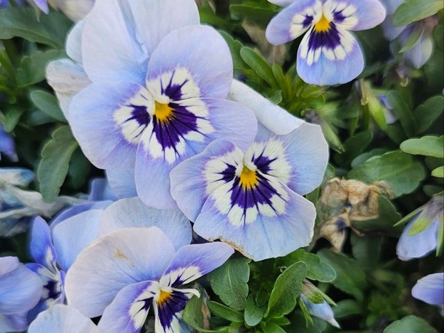 Beautiful flowers at Shanghai Disneyland Hotel