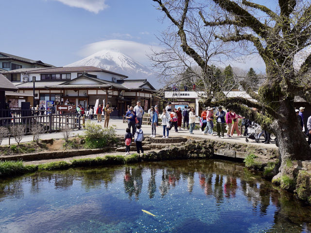 Sakura Season at Oshino Hakkai.