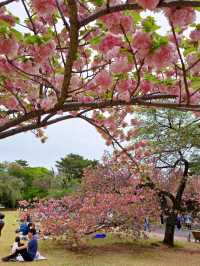 🌸 Catching the Last Cherry Blossoms at Shinjuku Gyoen 🌸