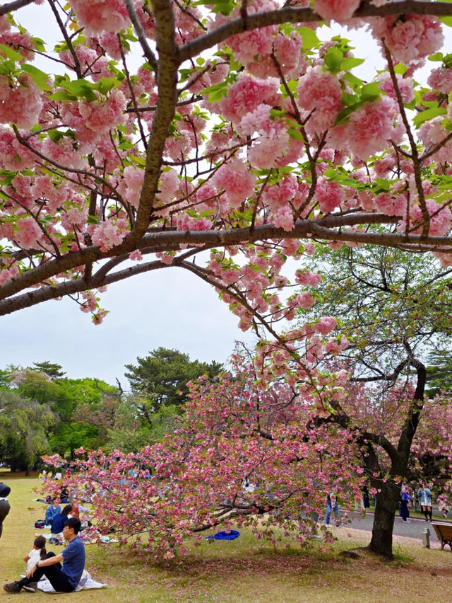 🌸 Catching the Last Cherry Blossoms at Shinjuku Gyoen 🌸