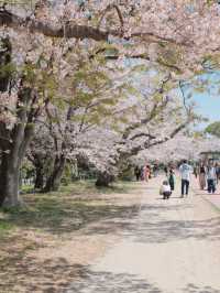 Fukuoka's Cherry Blossoms at Their Peak 🌸💖