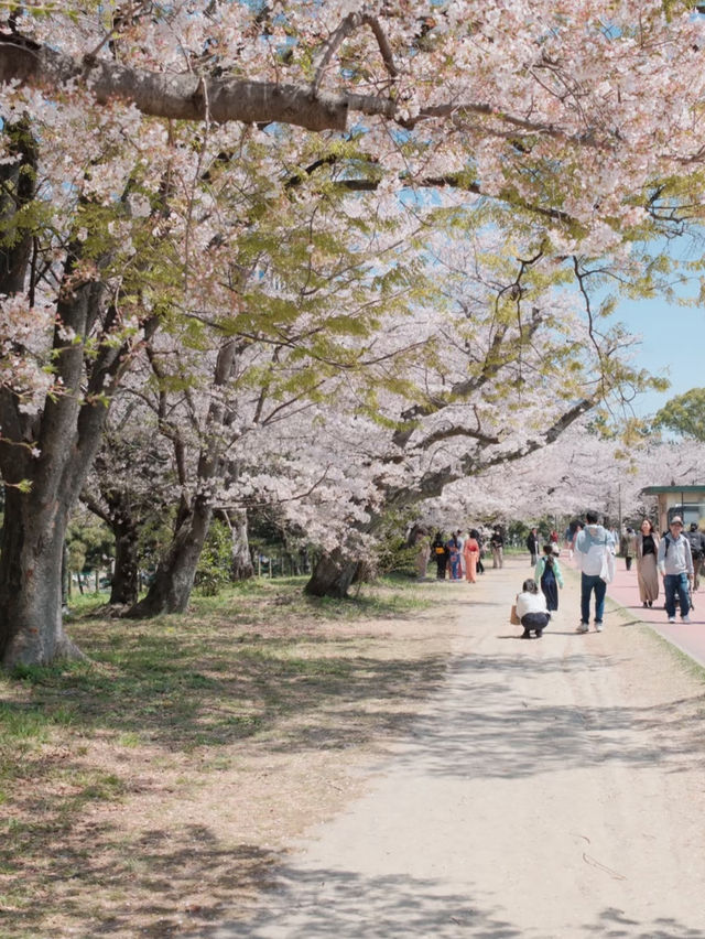 Fukuoka's Cherry Blossoms at Their Peak 🌸💖