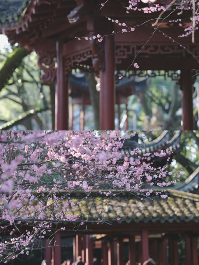 🌸 Spring Blossom Spots in Ningbo: Hidden Gems for Perfect Photos! 📸
