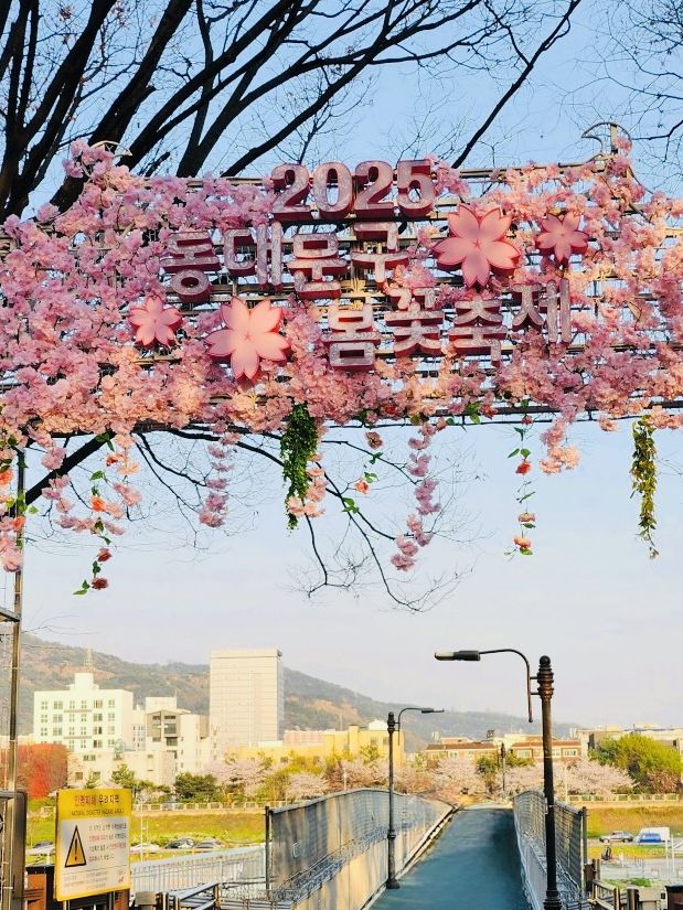 Strolling the Pink Embrace of Jungnangcheon Cherry Blossom Road