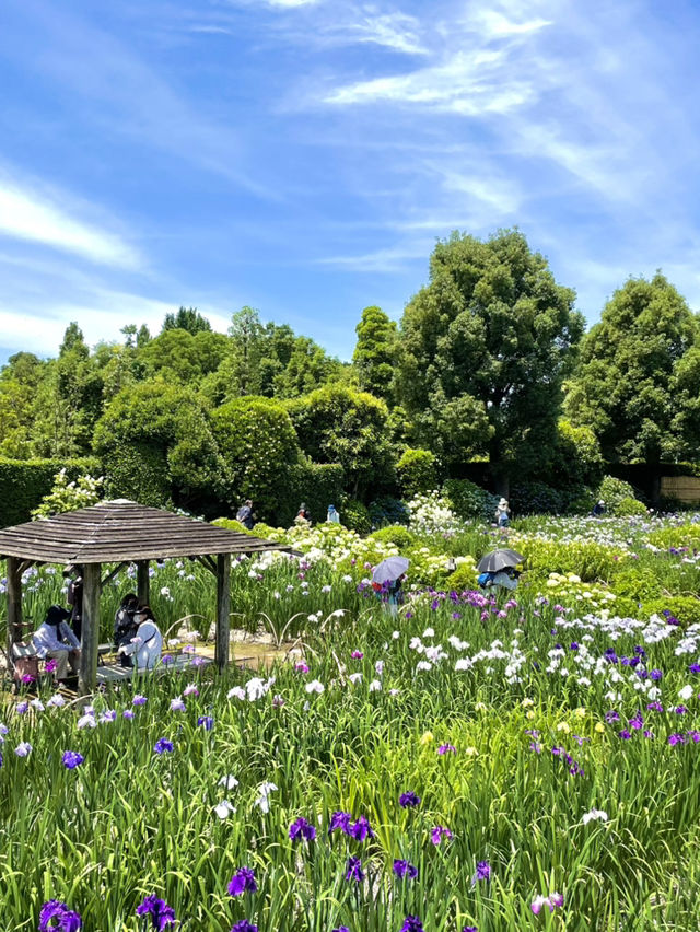 【埼玉】菖蒲と紫陽花が見られる穴場スポット
