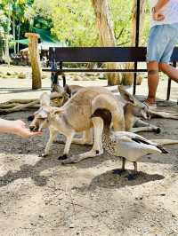 【ゴールドコースト】WILDLIFE SANCTUARY