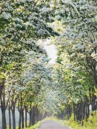 Seize the White Bloom: Your Late April Floral Journey 