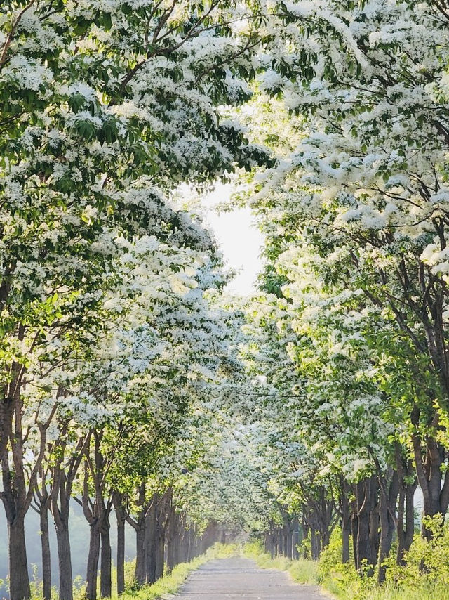 Seize the White Bloom: Your Late April Floral Journey 