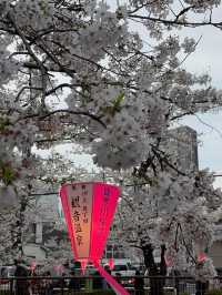 “The Sakura Vein: Whispering Spring along Meguro River”