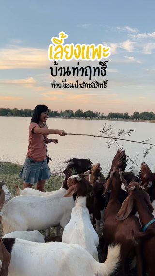 มาเลี้ยงแพะ ที่บ้านท่าฤทธิ์ ท้ายเขื่อนป่าสักชลสิทธิ์