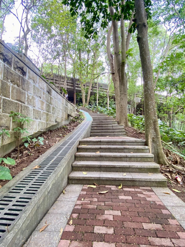城市中的⛰️陽台山森林公園✨體驗自然風光行程推薦🏞️ 