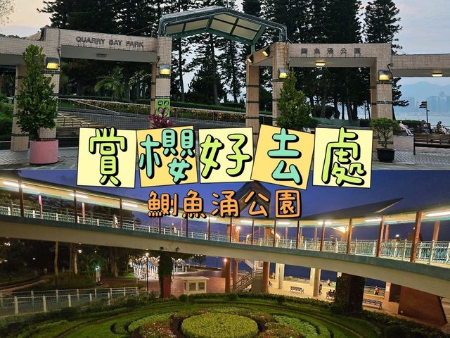 🌸鰂魚涌公園的驚喜🌸