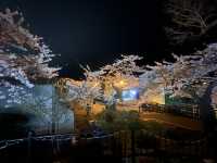 114北海道櫻花之旅