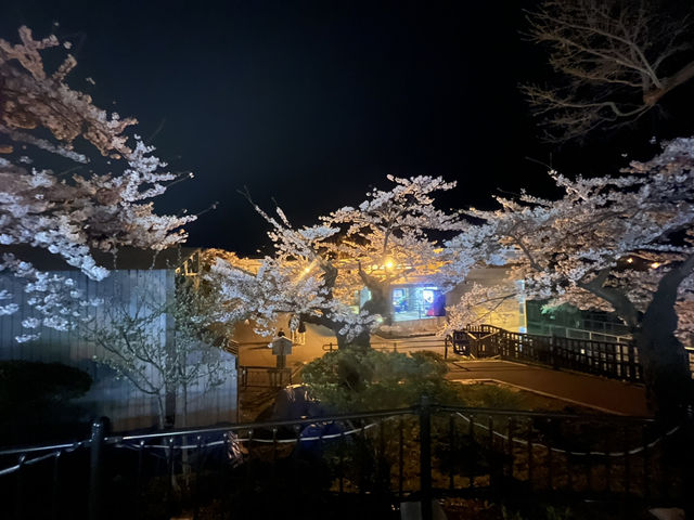 114北海道櫻花之旅