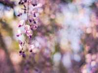 Petals and Peace: Rinsenji’s Springtime Secret