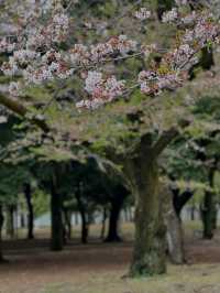 Chillin Under the Blossoms