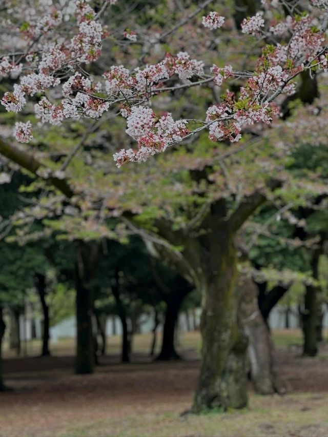 Chillin Under the Blossoms