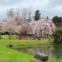 Sakura Blooming in Sapporo: A Springtime Wonderland