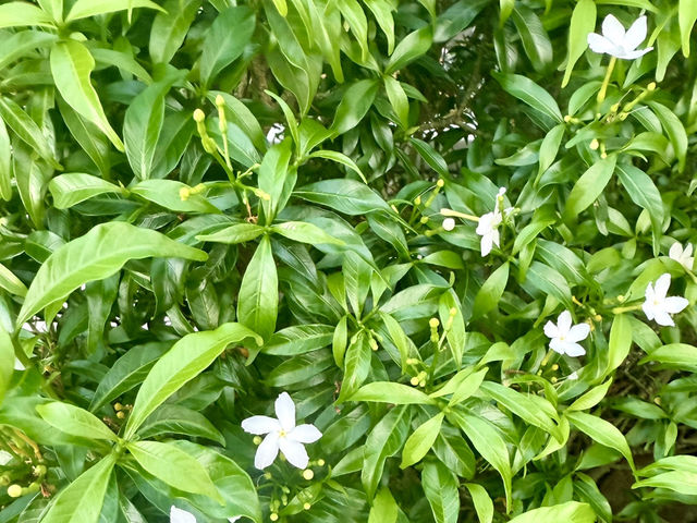 April Breeze at Benchasiri