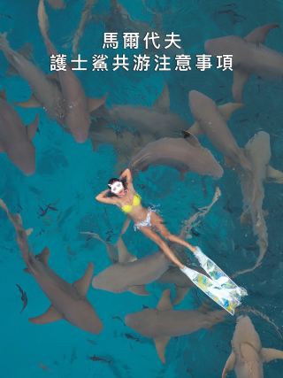 馬爾代夫必去景點 - 護士鯊風暴