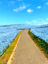 SPRING MAGIC AT HITACHI SEASIDE PARK