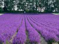 🌷 Biei Flower Fields: A Dreamy Day Trip Through Hokkaido’s Colorful Countryside! 🌸