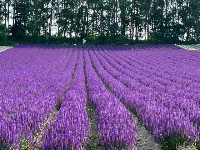 🌷 Biei Flower Fields: A Dreamy Day Trip Through Hokkaido’s Colorful Countryside! 🌸