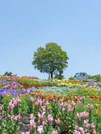 大分県　阿蘇くじゅう国立公園内 くじゅう花公園