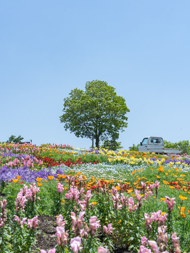 大分県　阿蘇くじゅう国立公園内 くじゅう花公園
