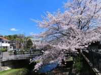 A Cherry Blossom Stroll You’ll Love